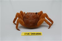 藏品(白紋方蟹)的圖片